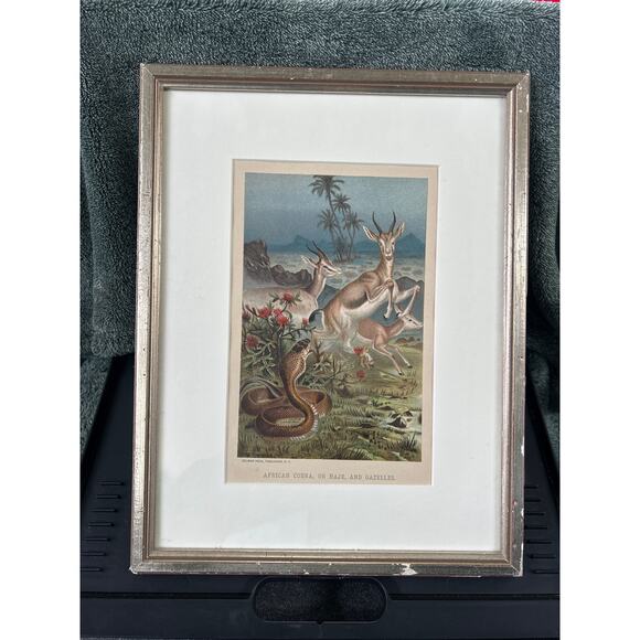 c1886 Original Cobra Antelope Chromolithograph Print - Picture 2 of 6